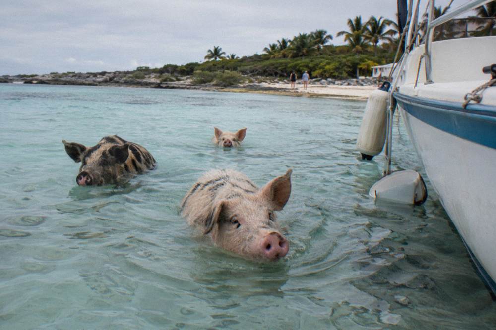 Swimming pigs wading into shallow clear water beside a tour boat