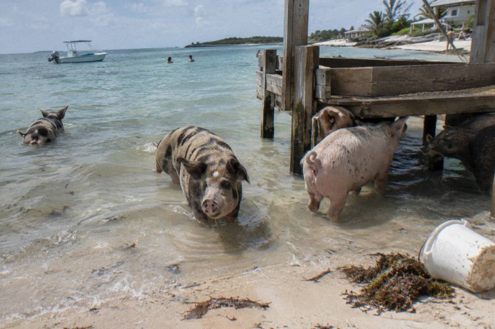 Pigs standing in shallow clear water beside a wooden feeding spot on a small beach