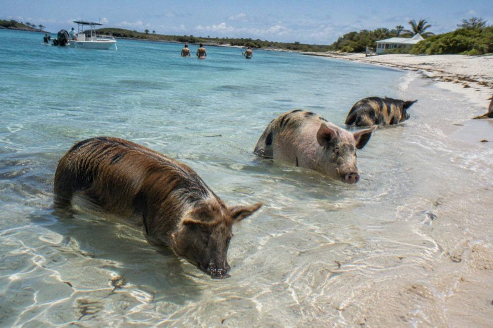 Pigs standing in shallow clear water beside a sandy Bahamian shoreline