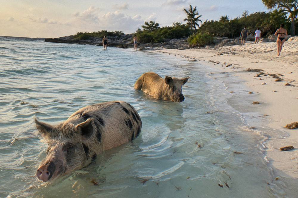 Pigs wading in shallow turquoise water near a sandy beach shoreline