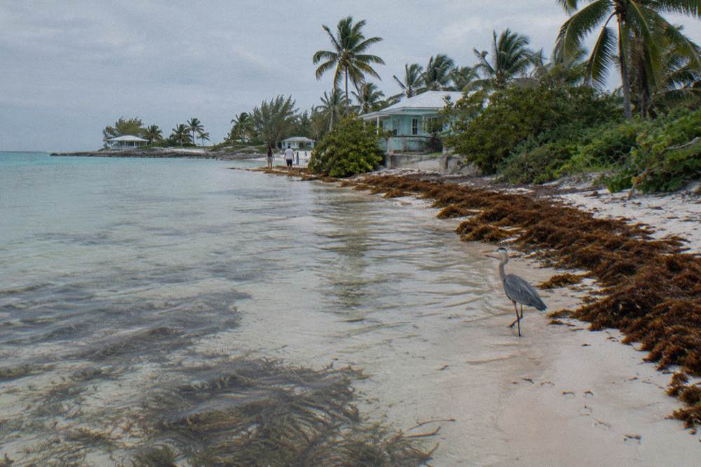 Shallow clear water lapping a quiet island shoreline with seagrass patches