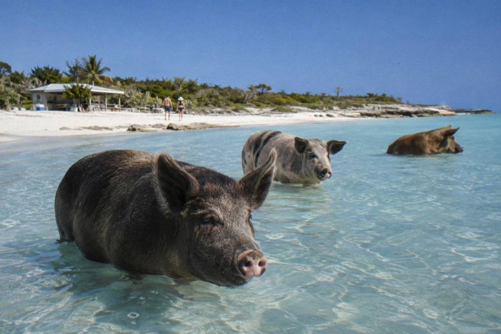 Pigs standing in shallow clear water beside a sandbank under a blue sky