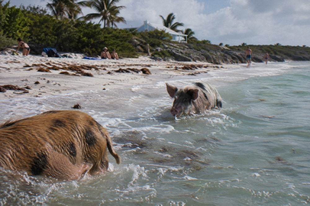 Pigs standing in shallow turquoise water near a sandy shoreline