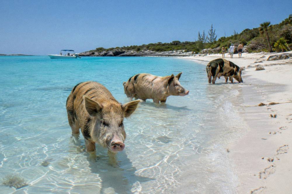 Pigs standing in shallow turquoise water beside a white sand beach under a clear sky.