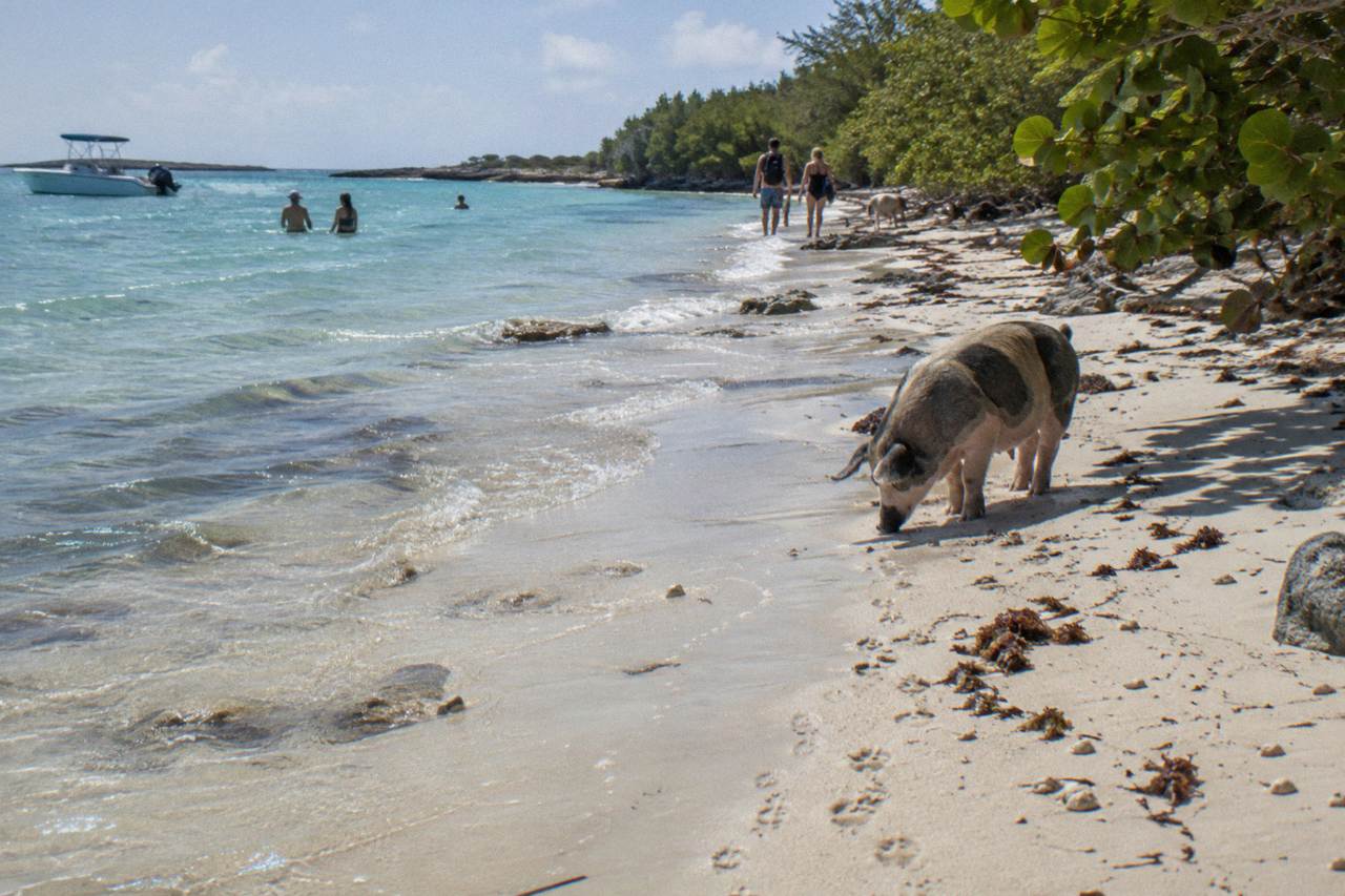 Calm turquoise water and pale sand at a small Bahamian beach on a bright morning