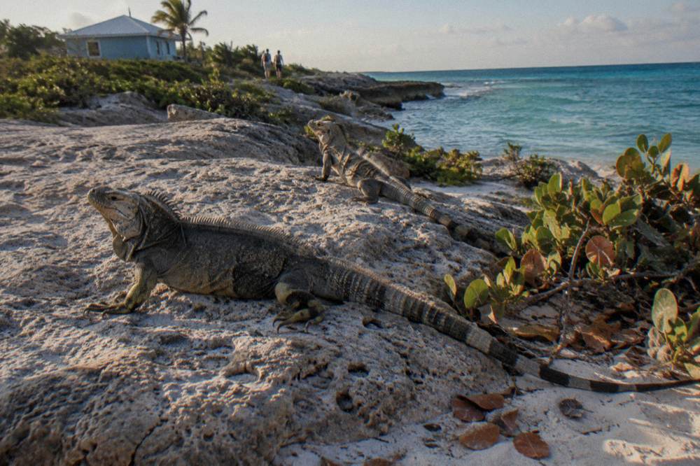 Rock iguanas resting on a sunlit limestone beach