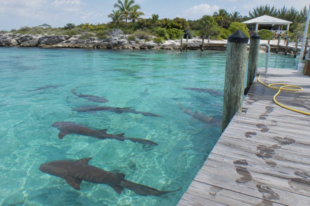 Shallow turquoise water at a marina where nurse sharks swim near a wooden dock