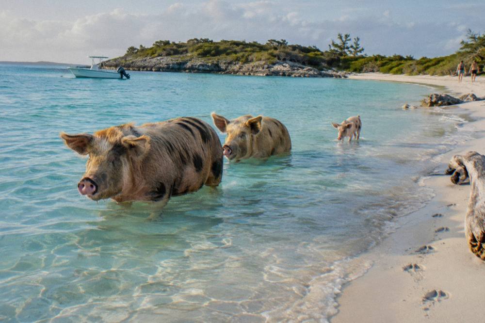 Pigs standing in shallow turquoise water beside a small beach on a low-lying Exuma island