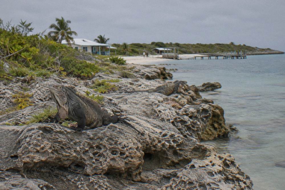 Rock iguanas resting on a limestone shore beside calm shallow water