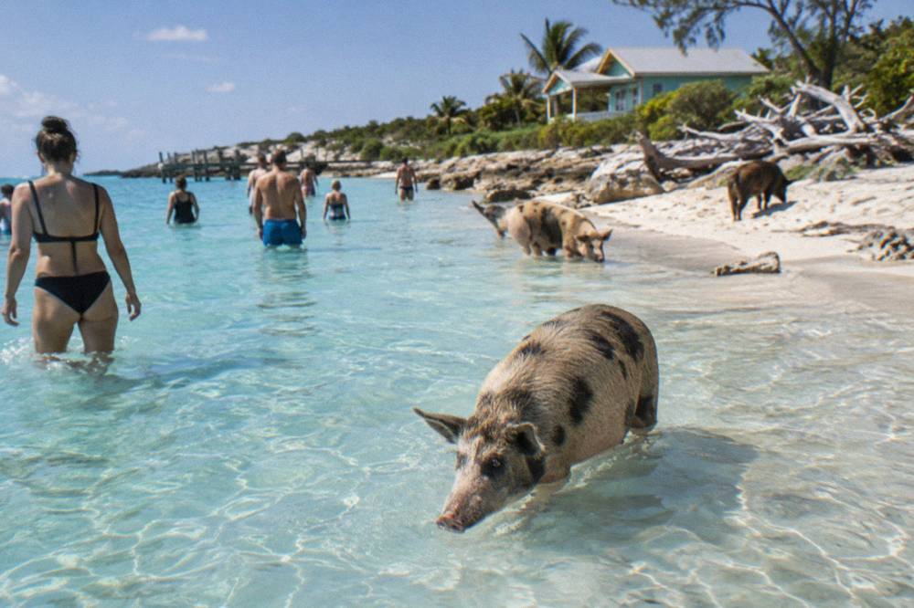Guests wading in clear shallow water near pigs on a small tropical beach