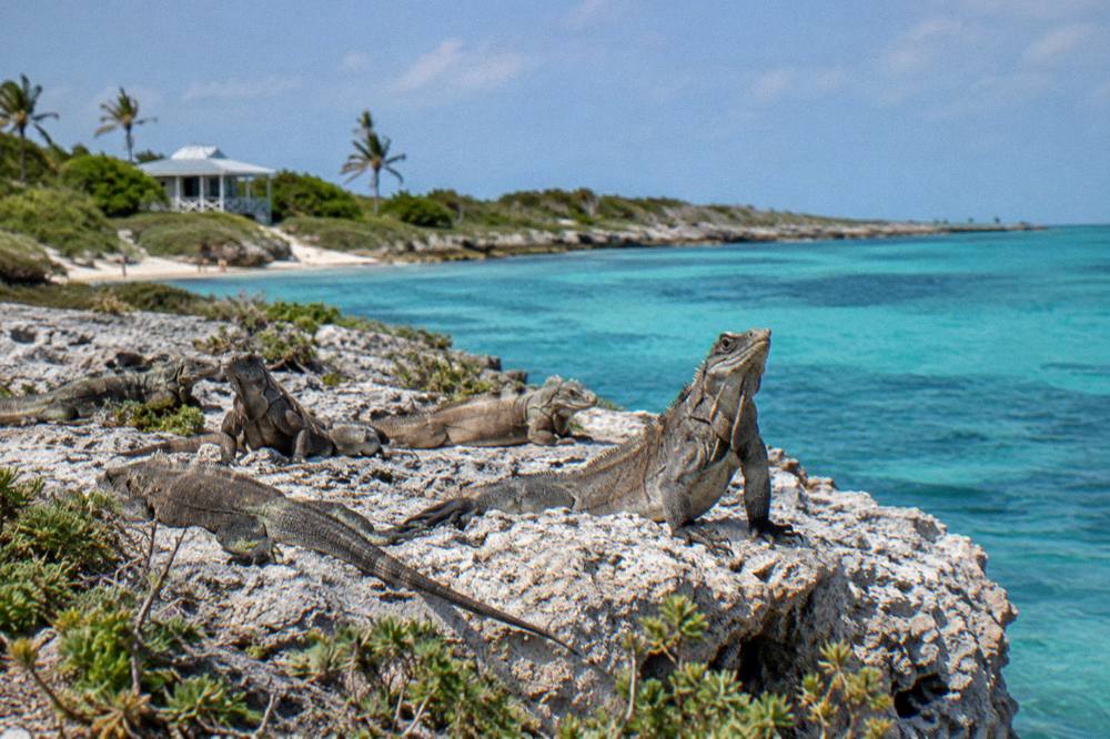 Rock iguanas on sun-bleached limestone rocks beside turquoise sea