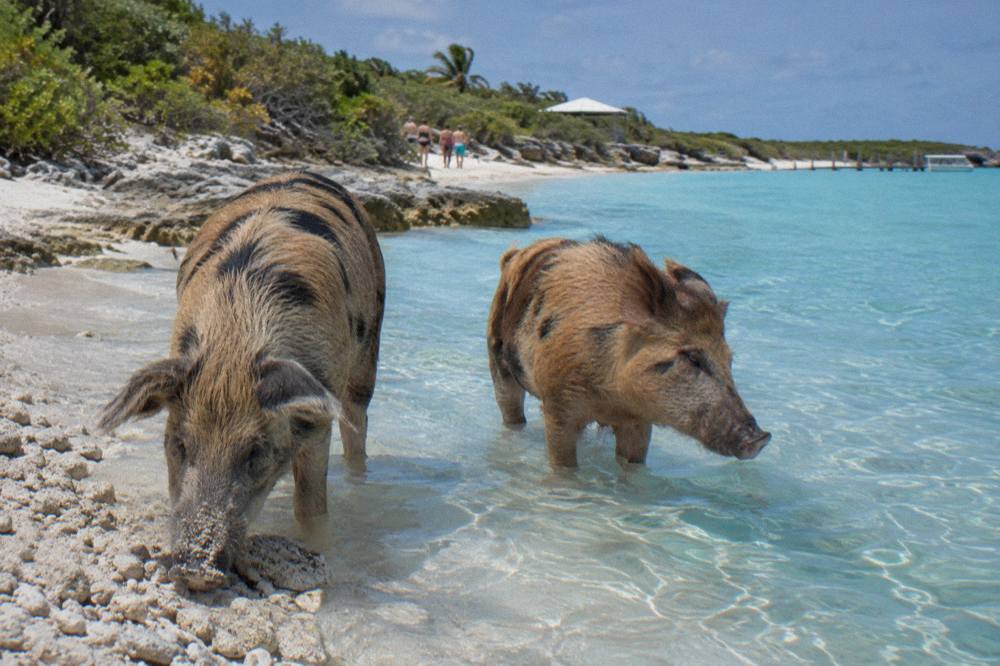 Two pigs standing in shallow turquoise water near the sand edge of a small cay