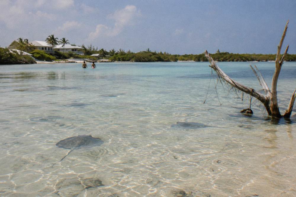 An expanse of shallow clear water over pale sand with mangrove shoreline in the distance