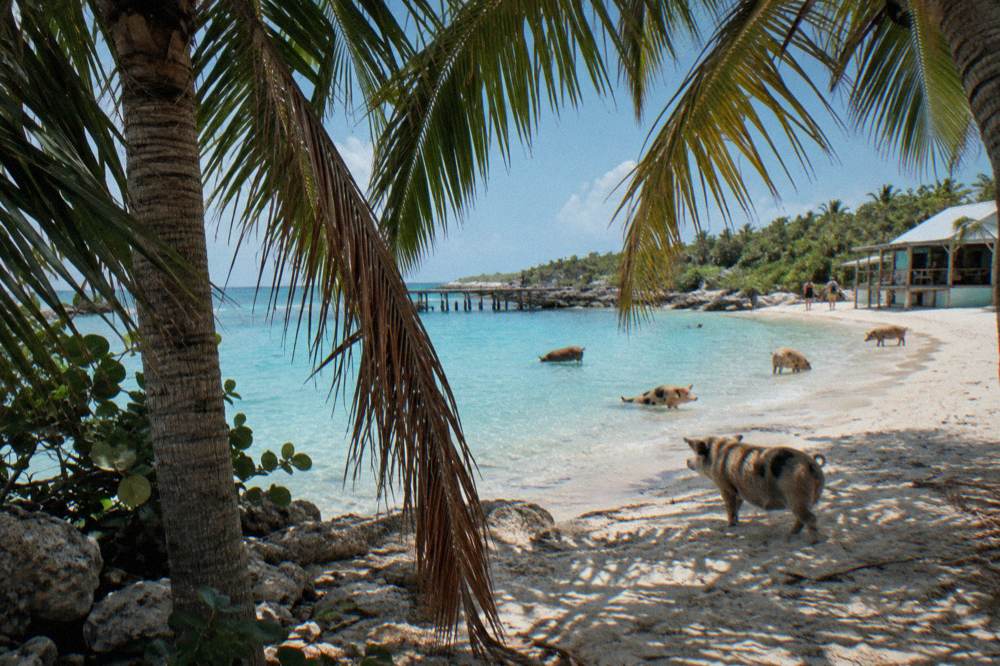 Palm fronds casting shade over bright sand and turquoise shallows
