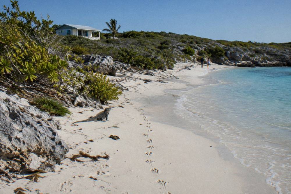 A pale sand beach lined with low green scrub under a clear winter sky