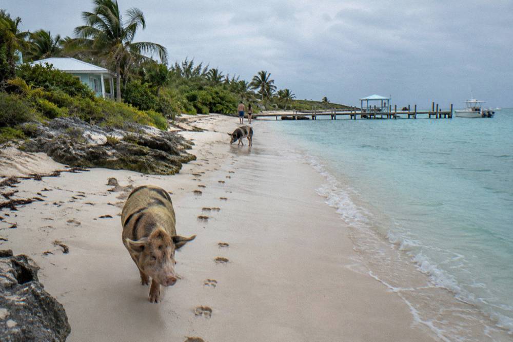 A sandy beach with pigs wading in clear shallow water near palm fronds