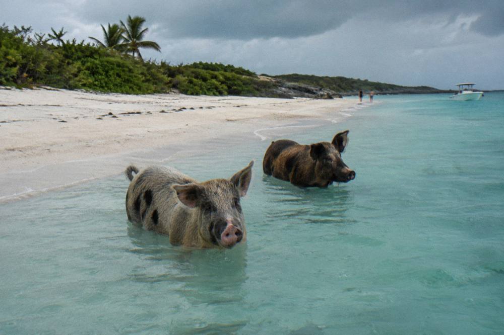 Two pigs standing in shallow turquoise water beside an empty stretch of white sand