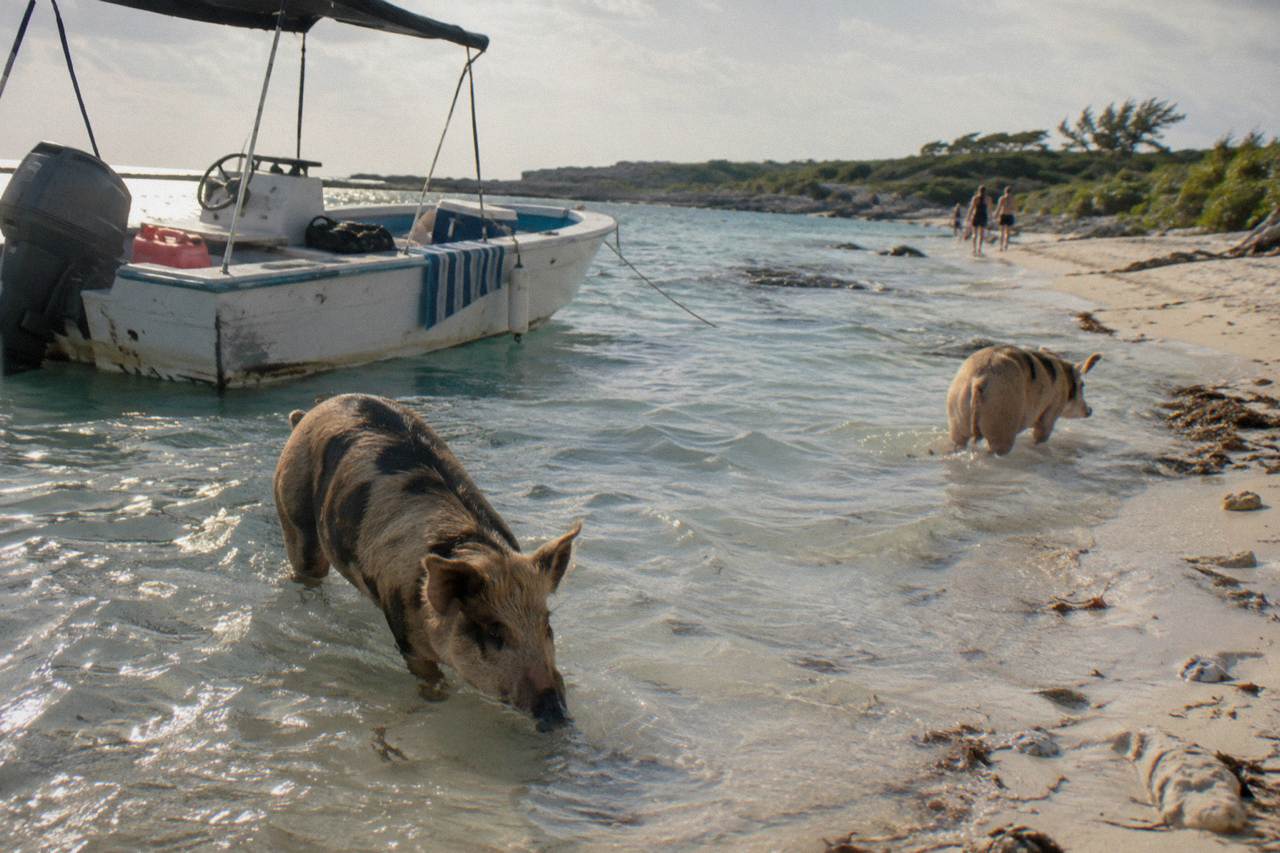 A small boat anchored beside a quiet beach where pigs stand in shallow water