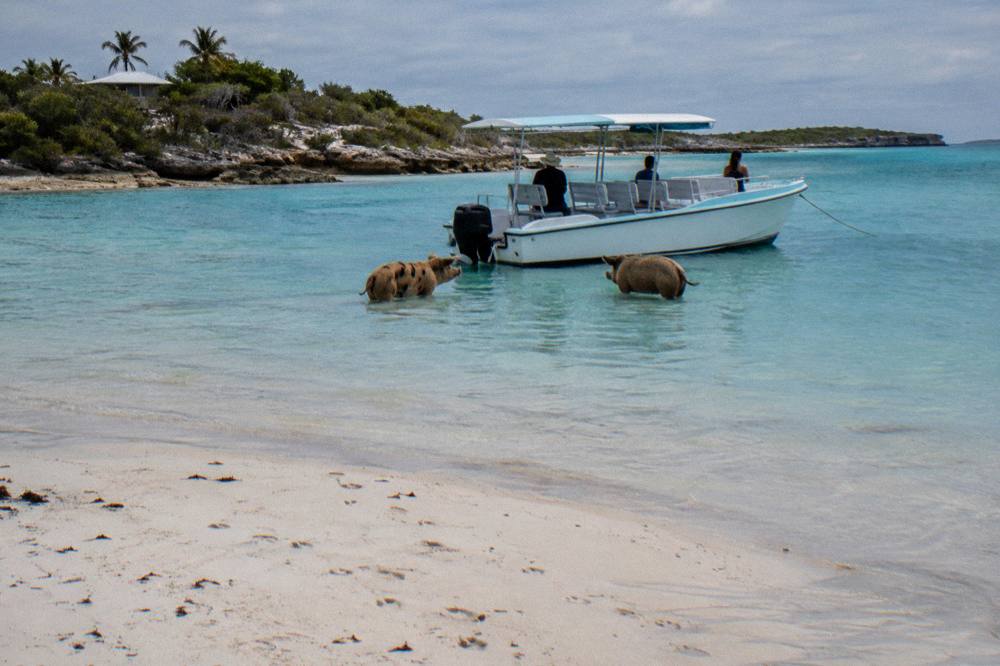 Pigs standing in shallow clear water near a sandbar beside a tour boat