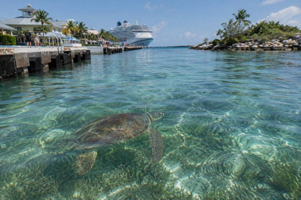 A green sea turtle swimming over sea grass in clear shallow water