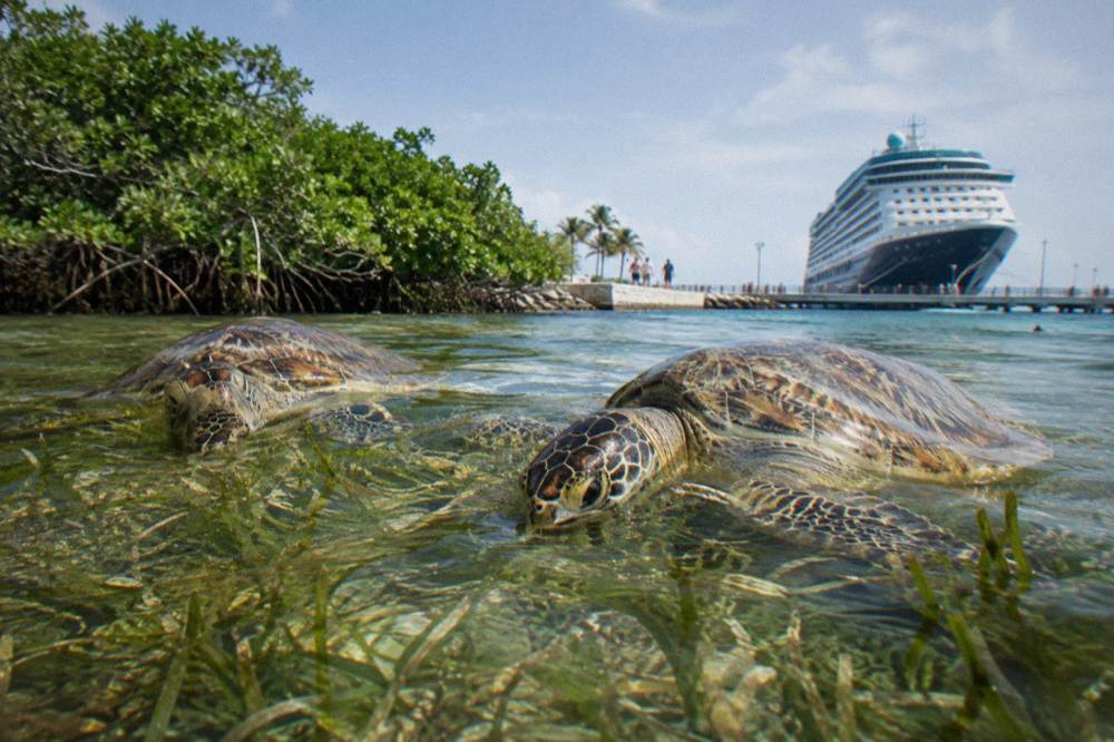 Green sea turtles grazing on a shallow sea grass bed in sunlight