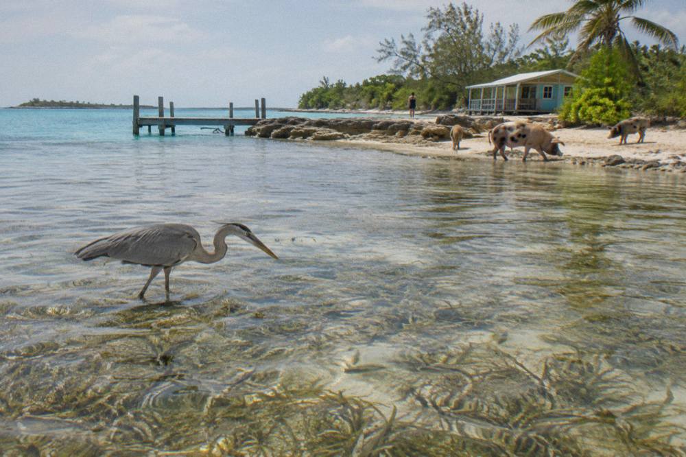 Clear shallow water along a small Bahamian island shoreline with sea grass patches