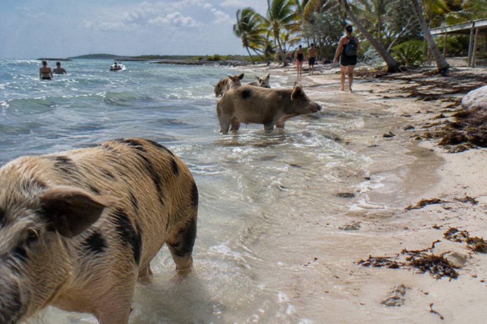 Pigs standing in shallow clear water beside a sandy beach with palm fronds