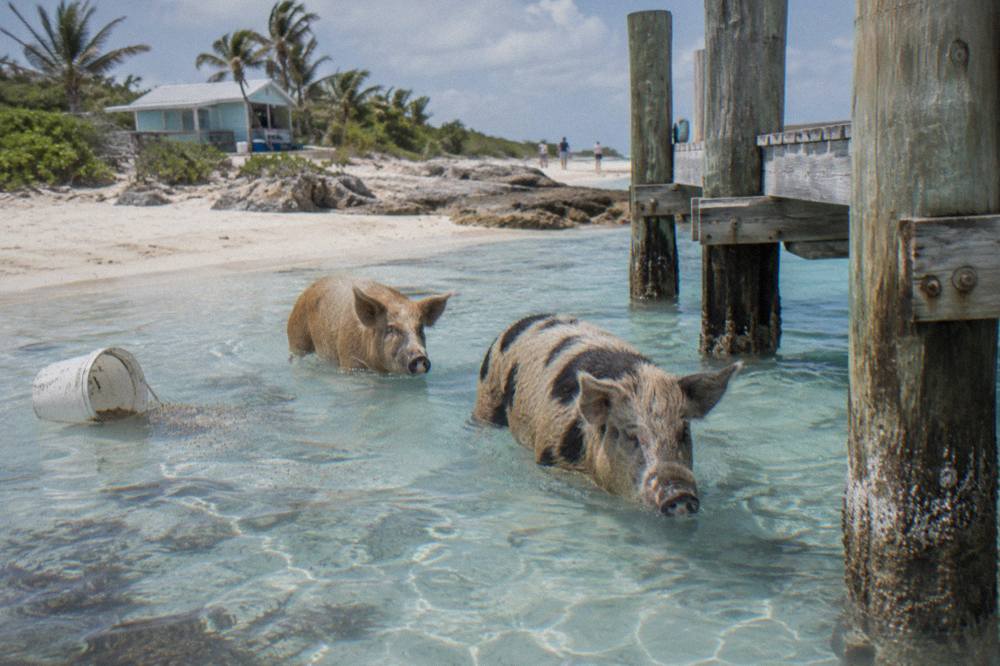 Pigs standing in shallow clear water beside a wooden dock on a small island beach