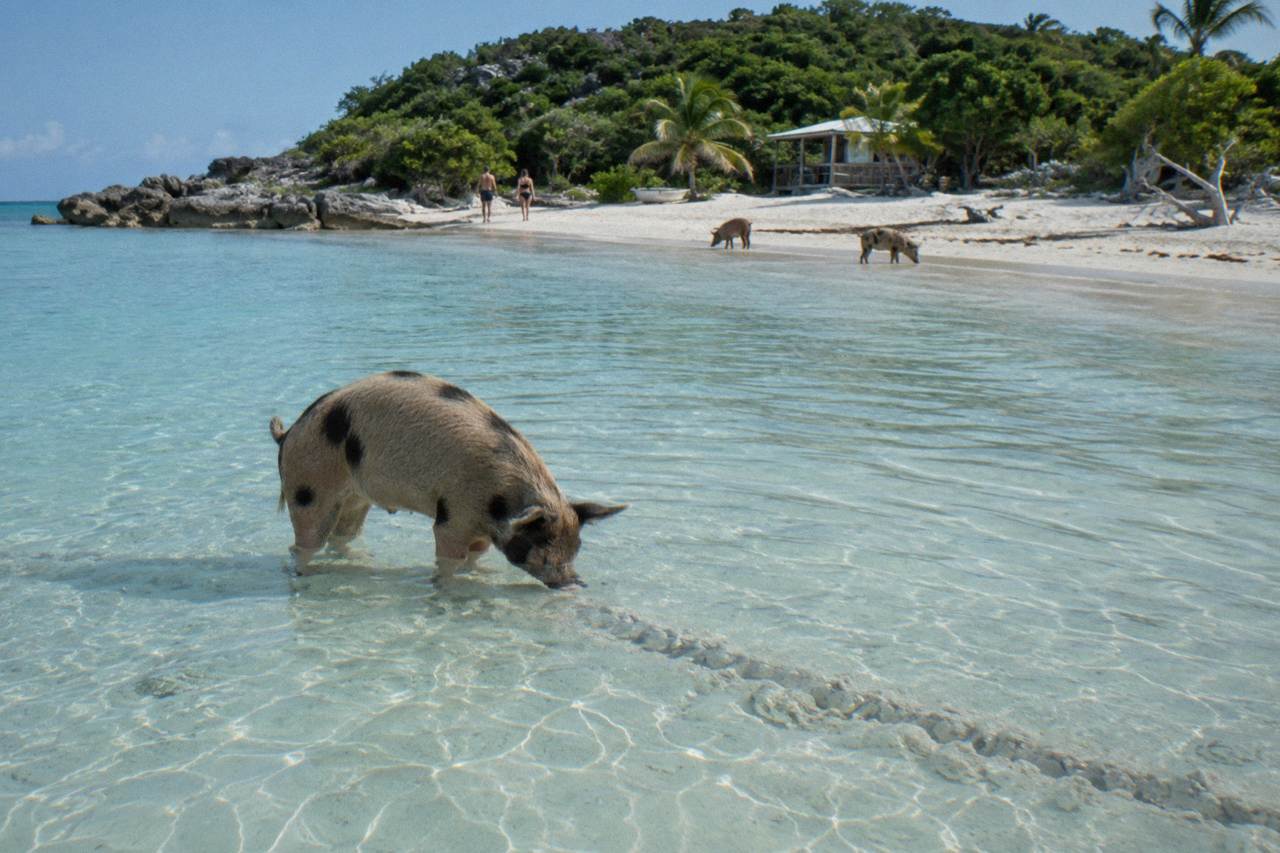 Calm shallow turquoise water at a pig beach with a wooded island behind