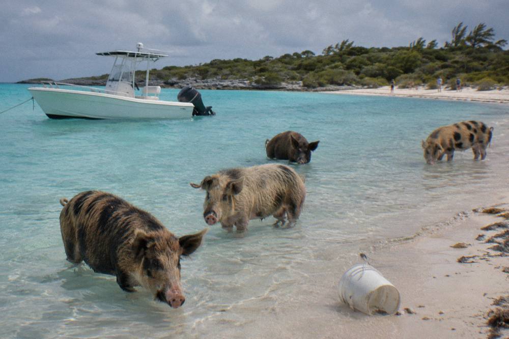 A white speedboat anchored beside a small island with pigs standing in shallow clear water