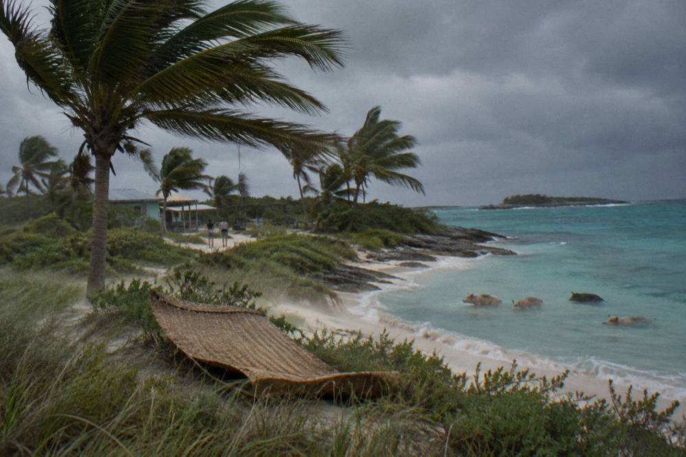Palm trees bending along a shoreline under a heavy grey tropical sky