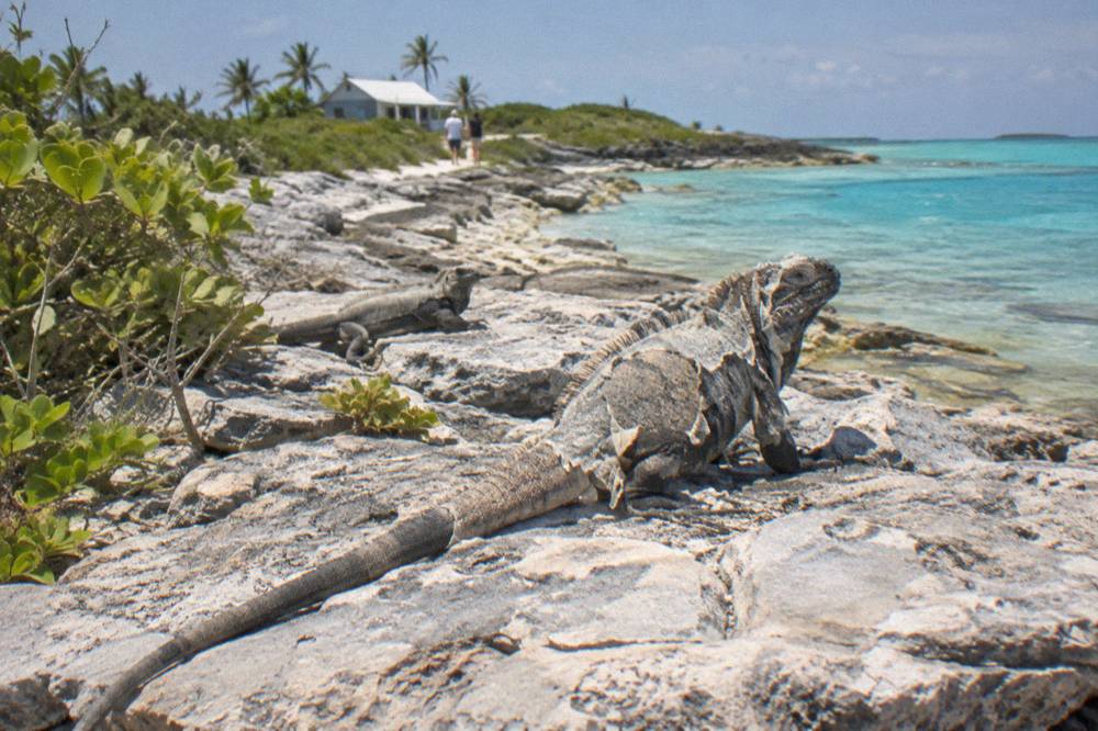 Rock iguanas resting on limestone rocks at the edge of turquoise water
