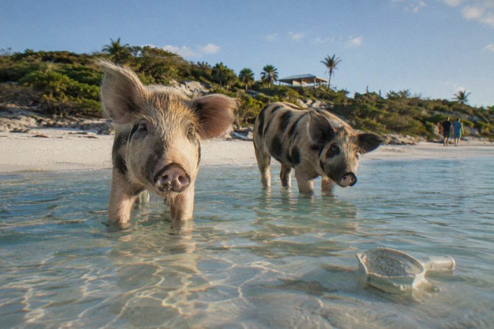 Pigs standing in shallow turquoise water beside a sandbar