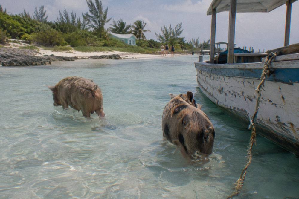 Two pigs wading in clear shallow water beside a wooden tour boat