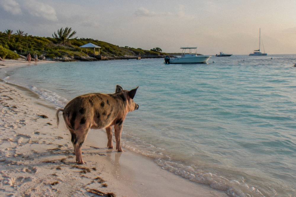 A pig standing at the water's edge looking toward calm shallows and distant boats