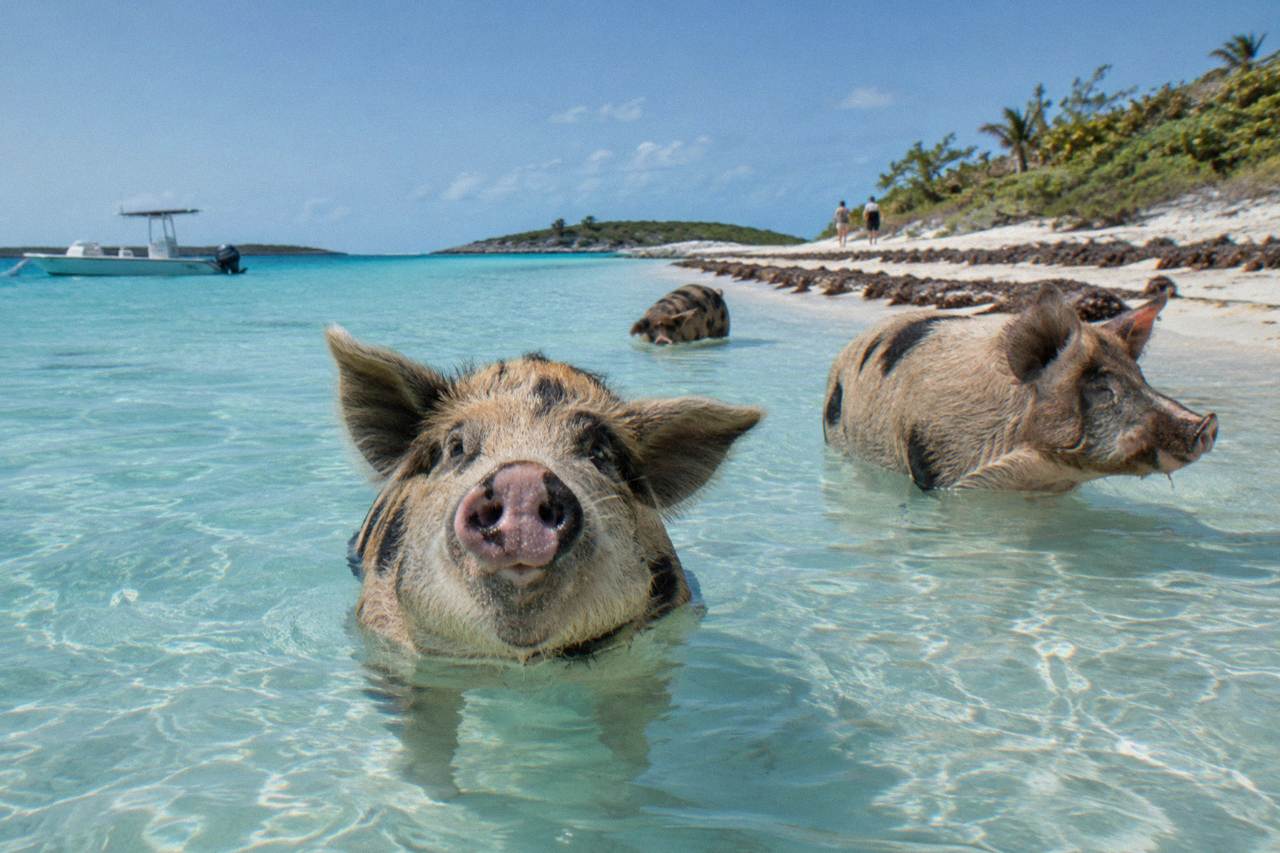 Pigs standing in shallow turquoise water on a sandy beach with a boat anchored offshore