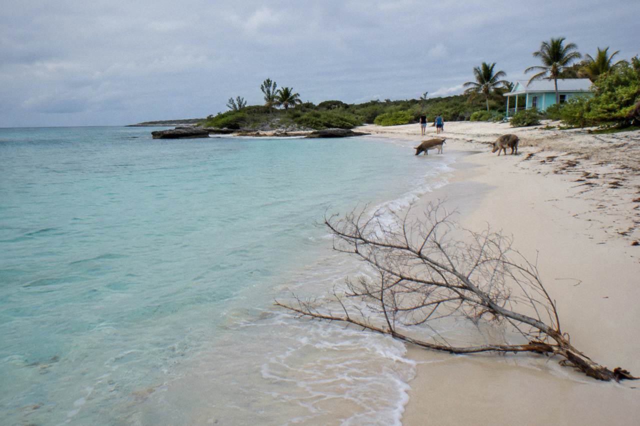 Turquoise shallow water lapping a quiet Bahamian beach with green scrub on the shore