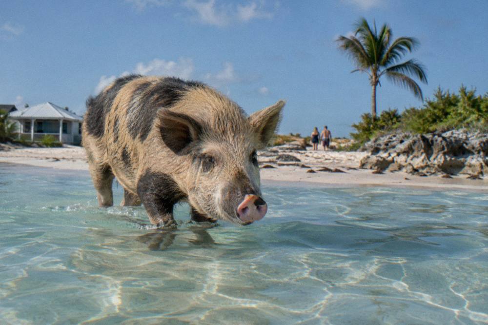 A pig wading into clear shallow water beside a sandy beach