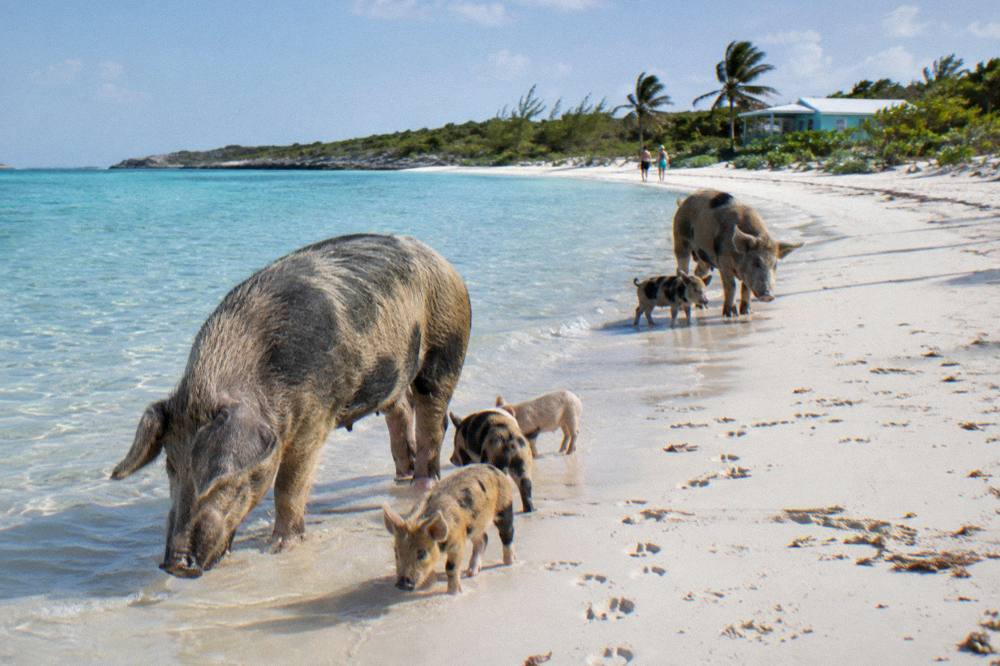 Pigs and piglets standing on white sand beside calm clear water