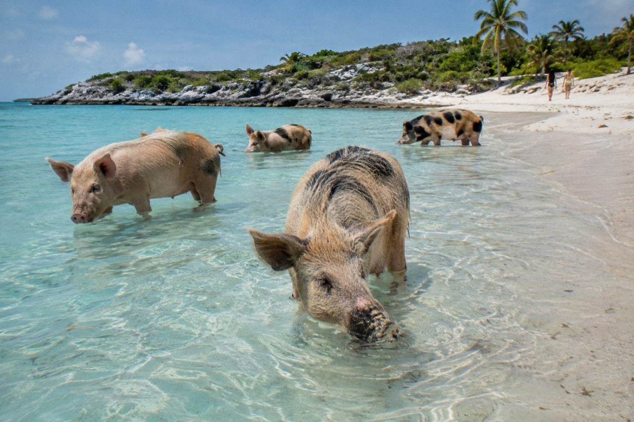 Pigs standing in shallow turquoise water on a small Bahamian beach